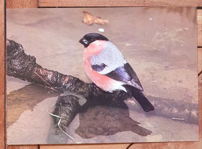 Fauna Postcards