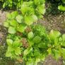hydrangea flowers Image 5
