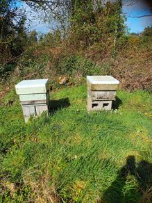 Bees for sale