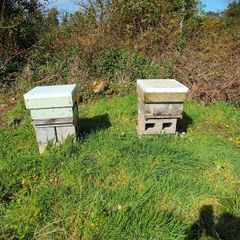 Bees for sale