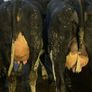 Fresh calved heifers Image 2