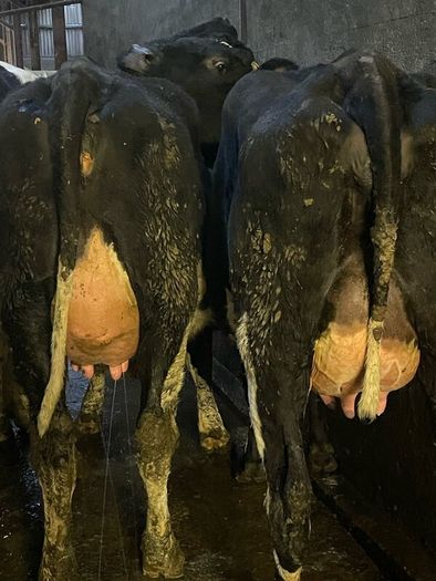 Fresh calved heifers