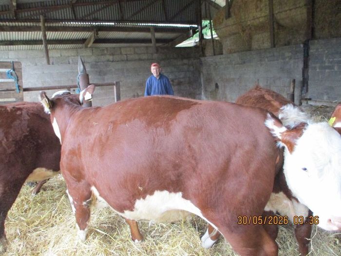 2 Pbr Hereford Bulls And 3  Pbr Hereford Hefiers F