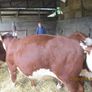 2 Pbr Hereford Bulls And 3  Pbr Hereford Hefiers F Image 5