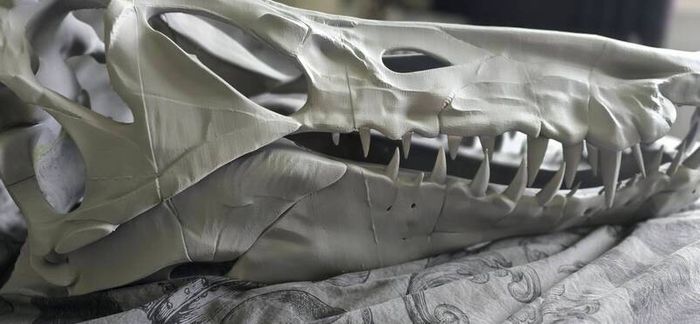 Spinosaurus Skull