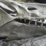 Spinosaurus Skull Image 3