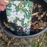 Star jasmine Image 2