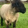Suffolk Ram Image 3