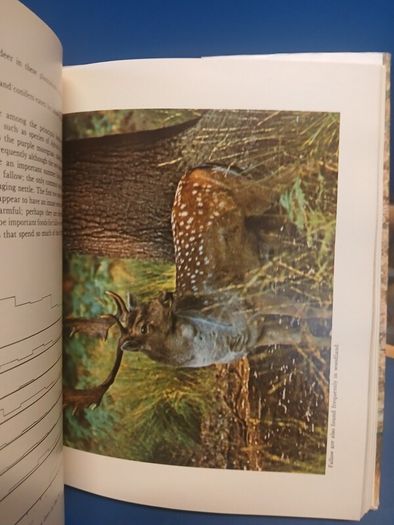Fallow Deer book