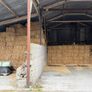 Square Bales Of Golden Barley Straw Image 4