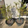 Olive Trees x 2 Image 2