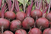 (B) Beetroot WODAN H seeds 3g (125852) | Sow in July