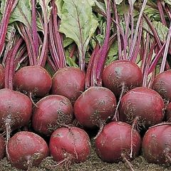 (B) Beetroot WODAN H seeds 3g (125852)