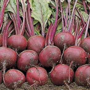 (B) Beetroot WODAN H seeds 3g (125852) | Sow in July