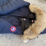 Genuine Canada Goose parka Image 3