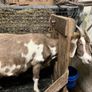 Goat Image 2