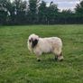 Valais Blacknose Image 3
