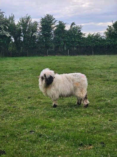 Valais Blacknose