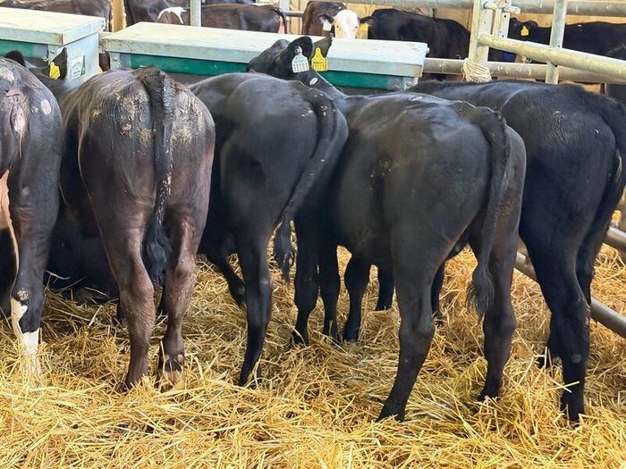 31 Properly Well Fed Calves
