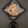 Fossilized prehistoric ammonite , With display case. Image 4