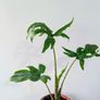 Alocasia Pink Passion Plant Image 3