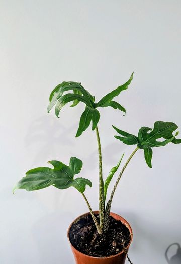 Alocasia Pink Passion Plant