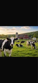 Relief Milker available