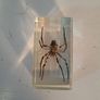 5 Insect Specimens Image 2