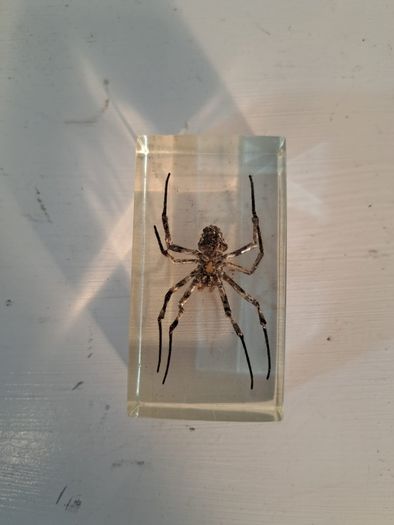 5 Insect Specimens