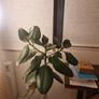 Rubber plant Image 2
