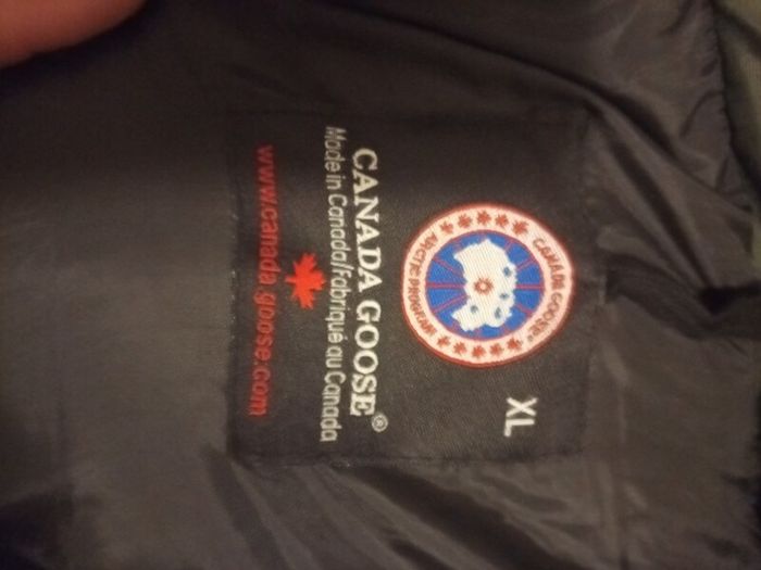 canada goose