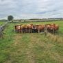 Bullocks Image 5