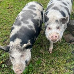 Kune Kune pigs
