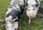 Kune Kune pigs