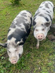 Kune Kune pigs
