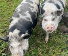 Kune Kune pigs