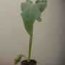 plants Image 5