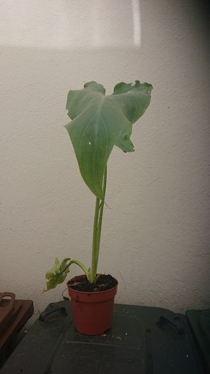 plants