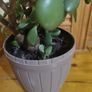 plant Image 3