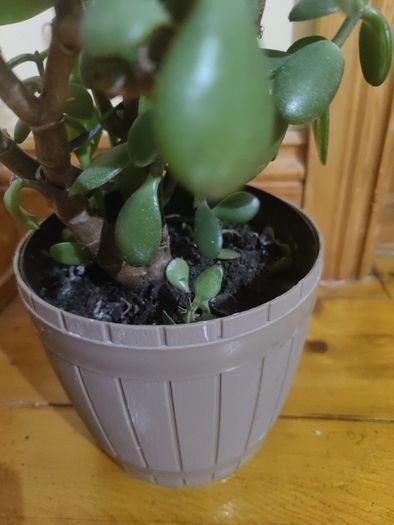 plant