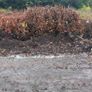 Native Whitethorn Hedging from 60 cents Image 5