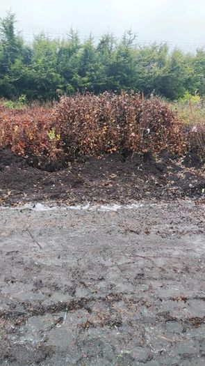 Native Whitethorn Hedging from 60 cents