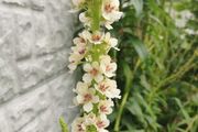 Verbascum chaixii (Wedding Candles)