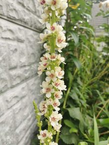 Verbascum chaixii (Wedding Candles)