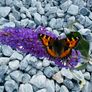 Marble chips, grave stones, chips, pebbles, pearl Image 5