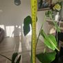 monstera plant Image 4