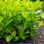 Portuguese Laurel Hedging Image 10