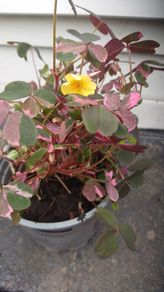 Rare Oxalis