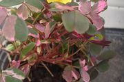 Rare Oxalis