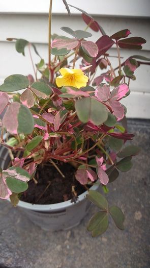 Rare Oxalis